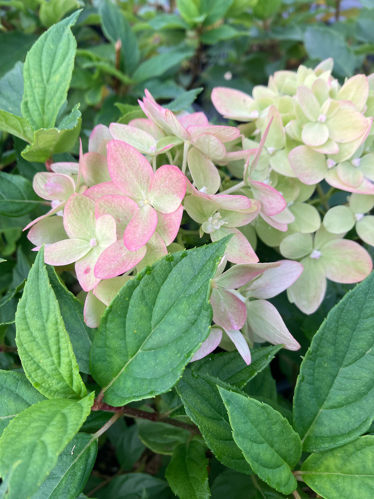 Little Lime® Panicle Hydrangea