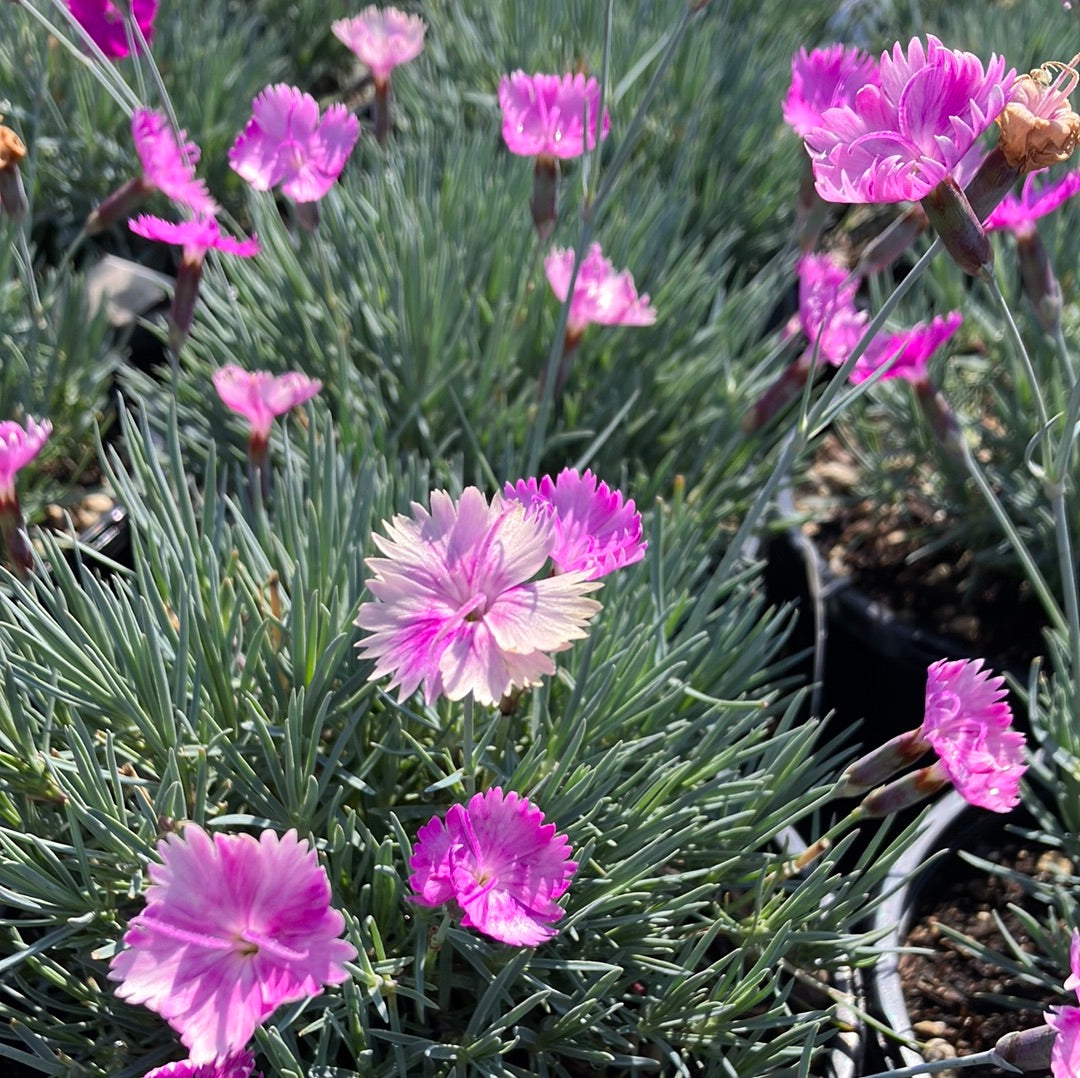 Dianthus &#39;Neon Star&#39;