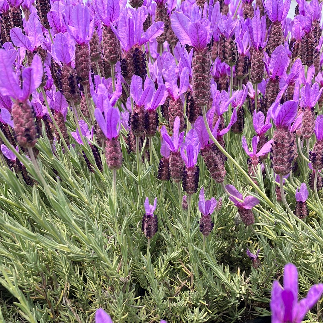 Spanish Lavender 'Otto Quast'