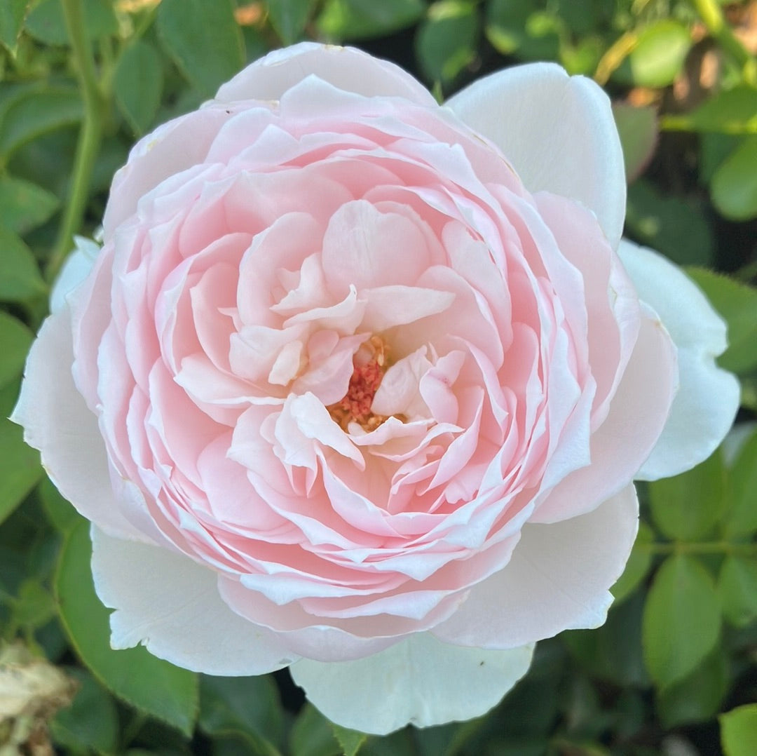 Eden Climber® Rose
