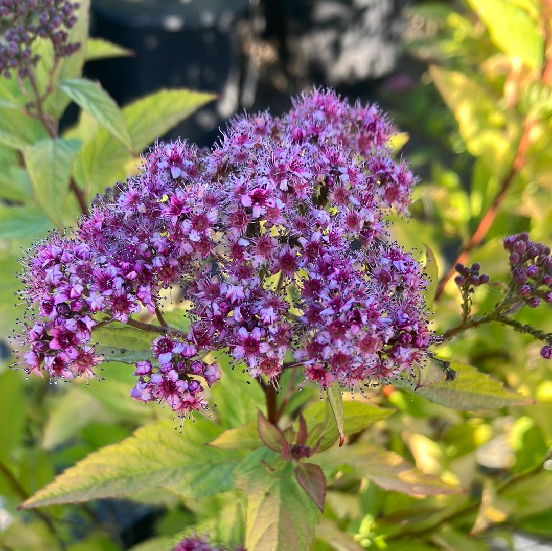 Spirea &#39;Gold Flame&#39;