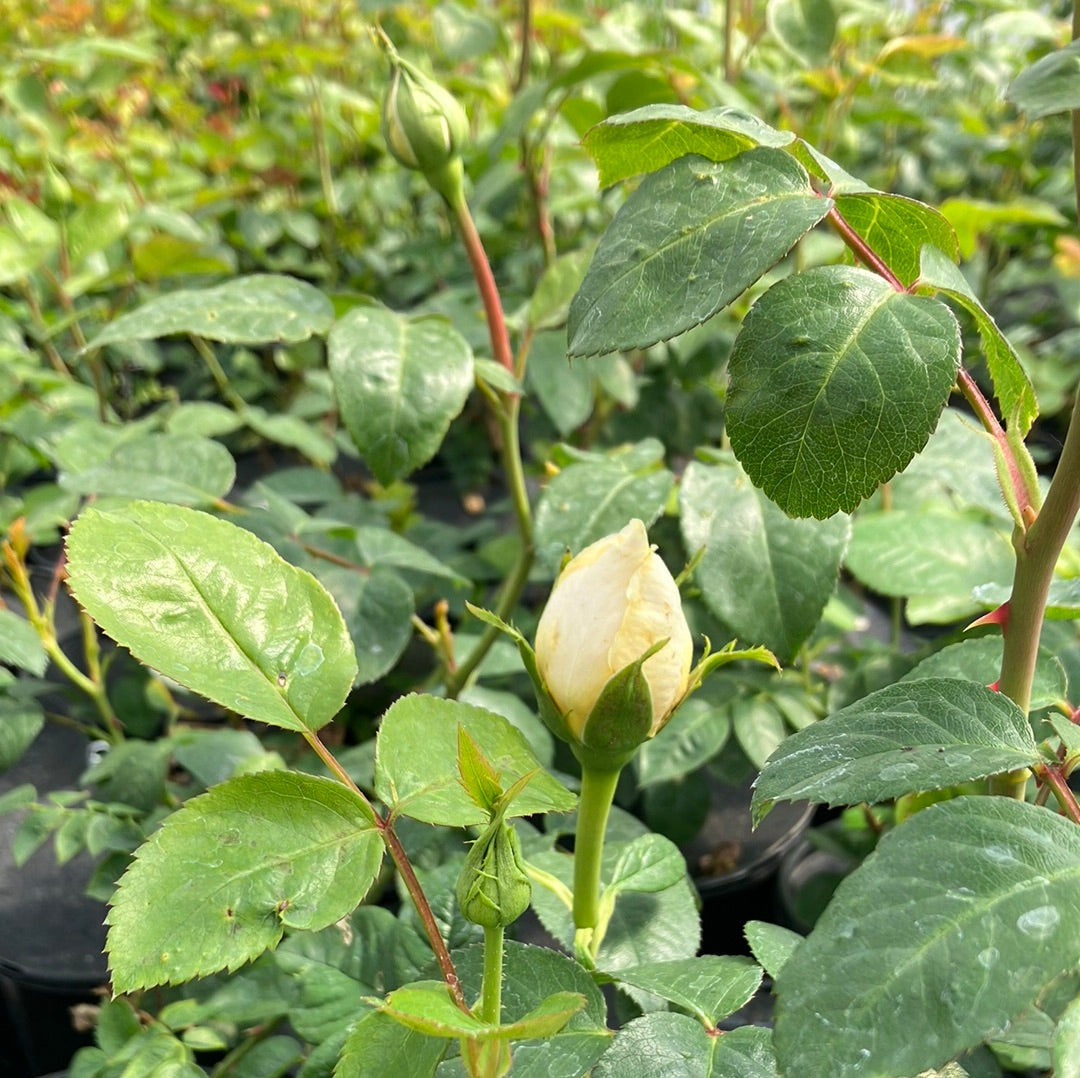 Moonlight Romantica® Rose