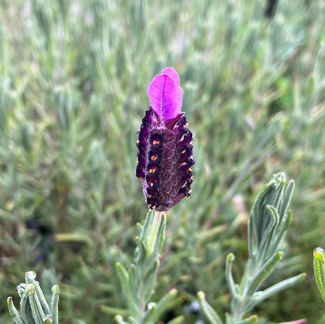 Spanish Lavender (Lavandula stoechas)