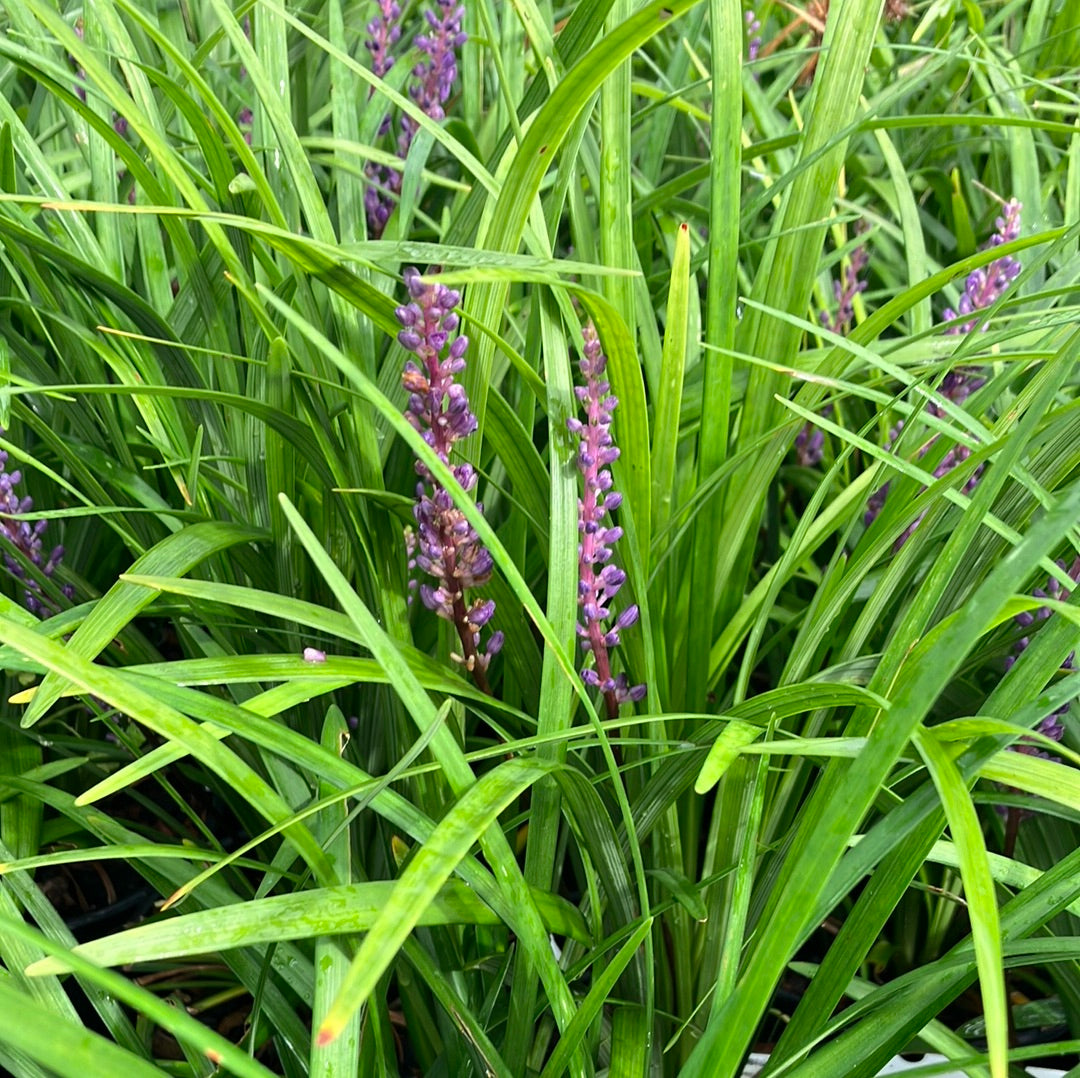 Liriope ‘Super Blue’