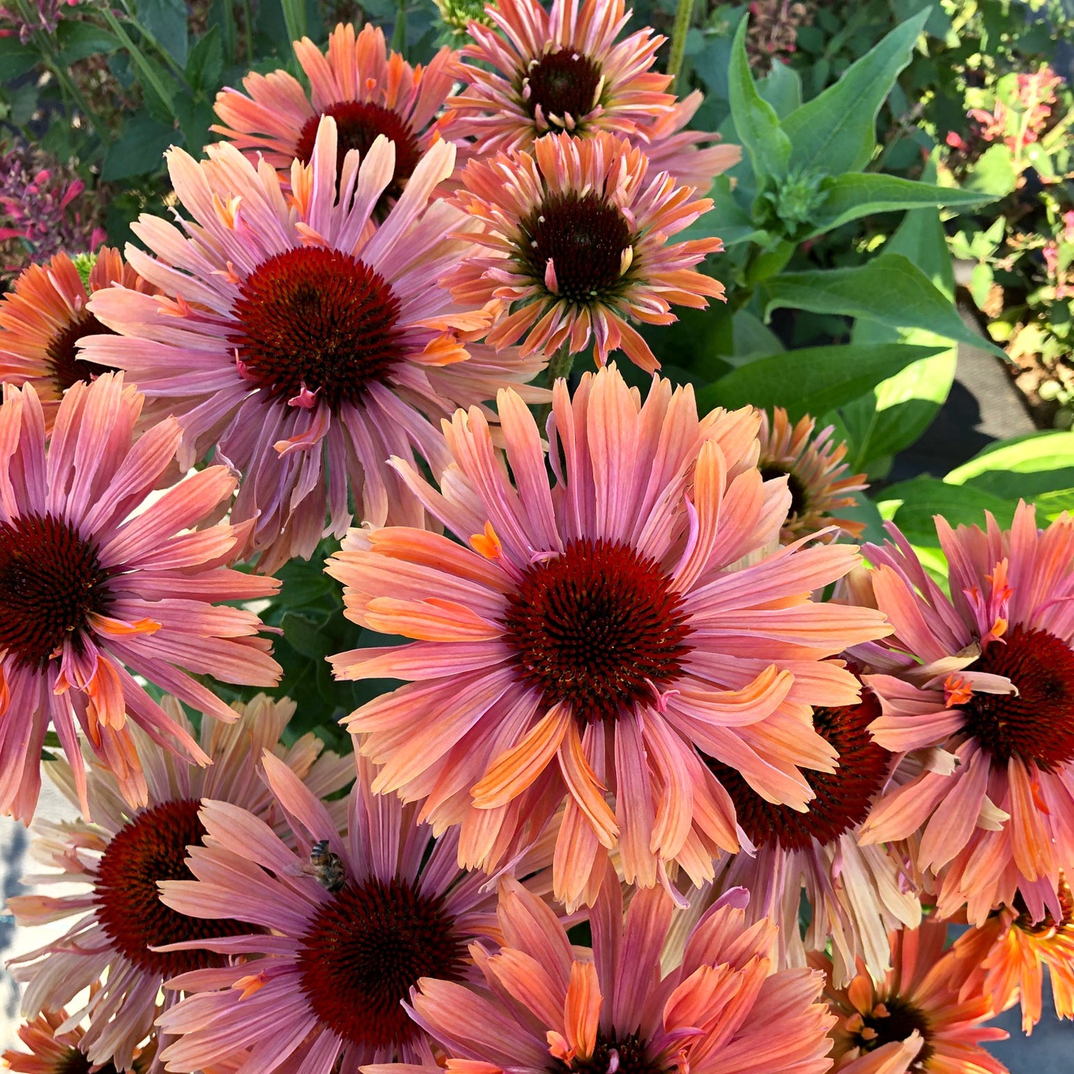 Echinacea Fresco™ 'Apricot'