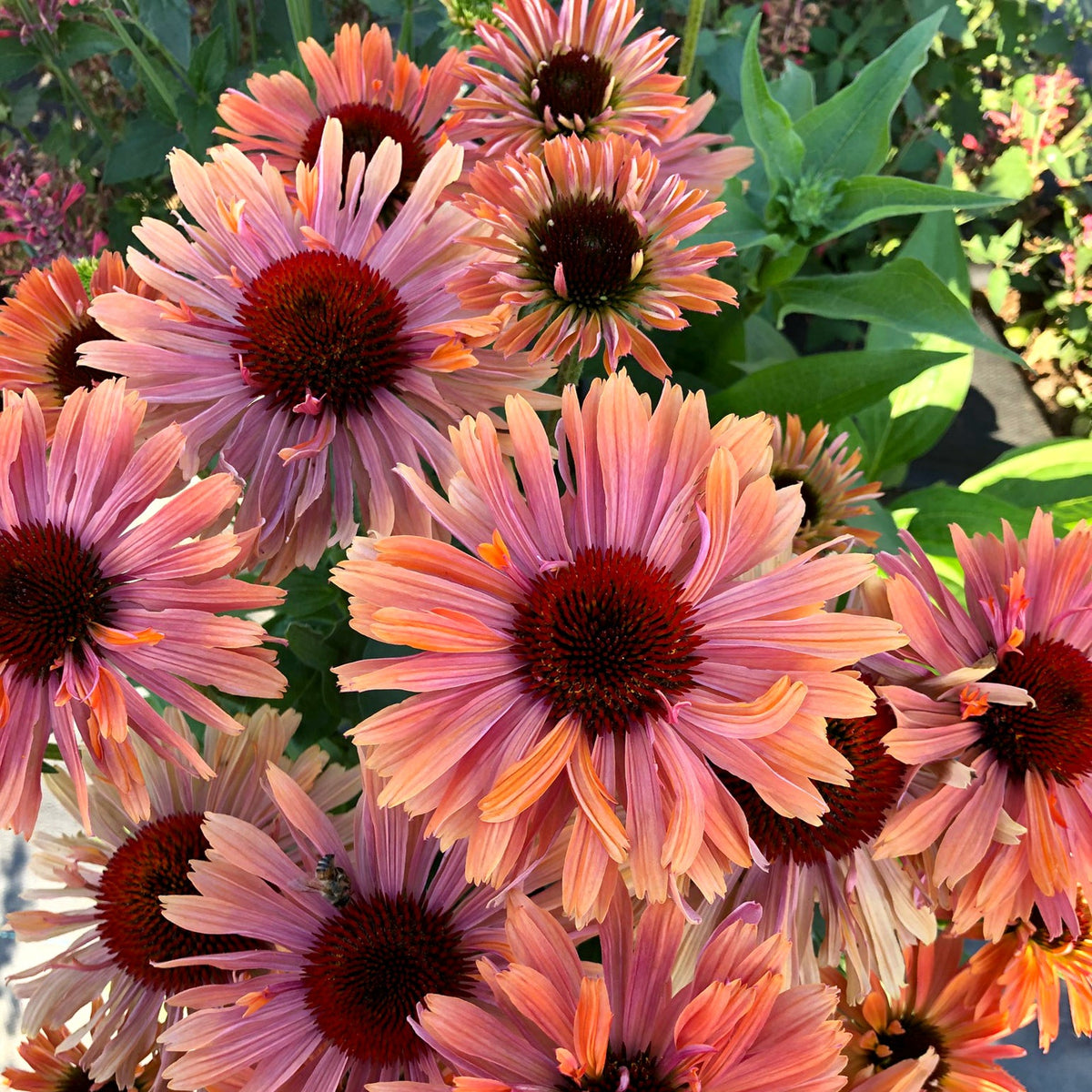 Echinacea Fresco™ &#39;Apricot&#39;