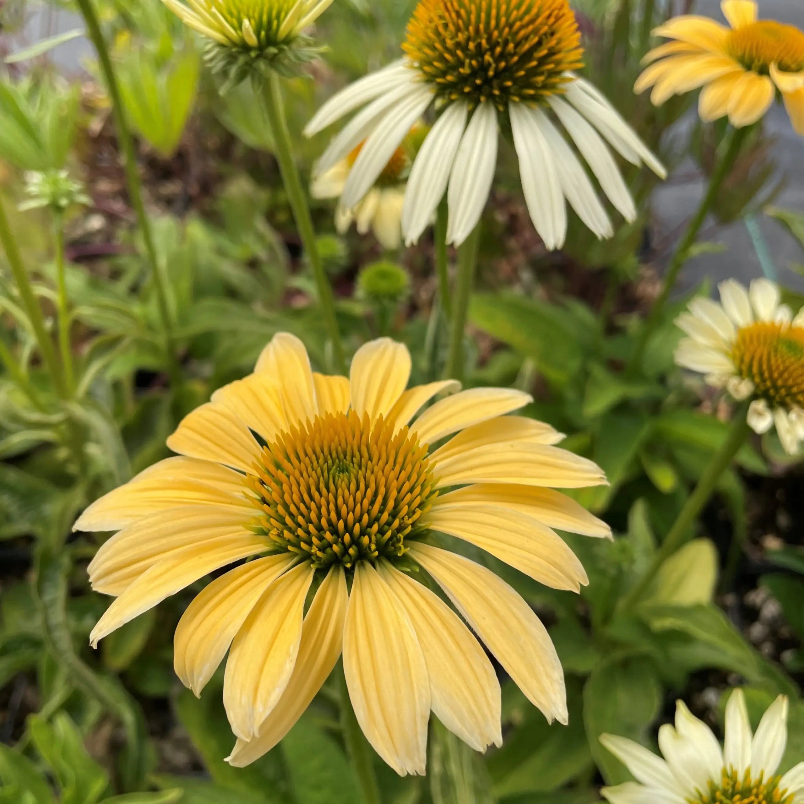 Echinacea 'Mellow Yellows'