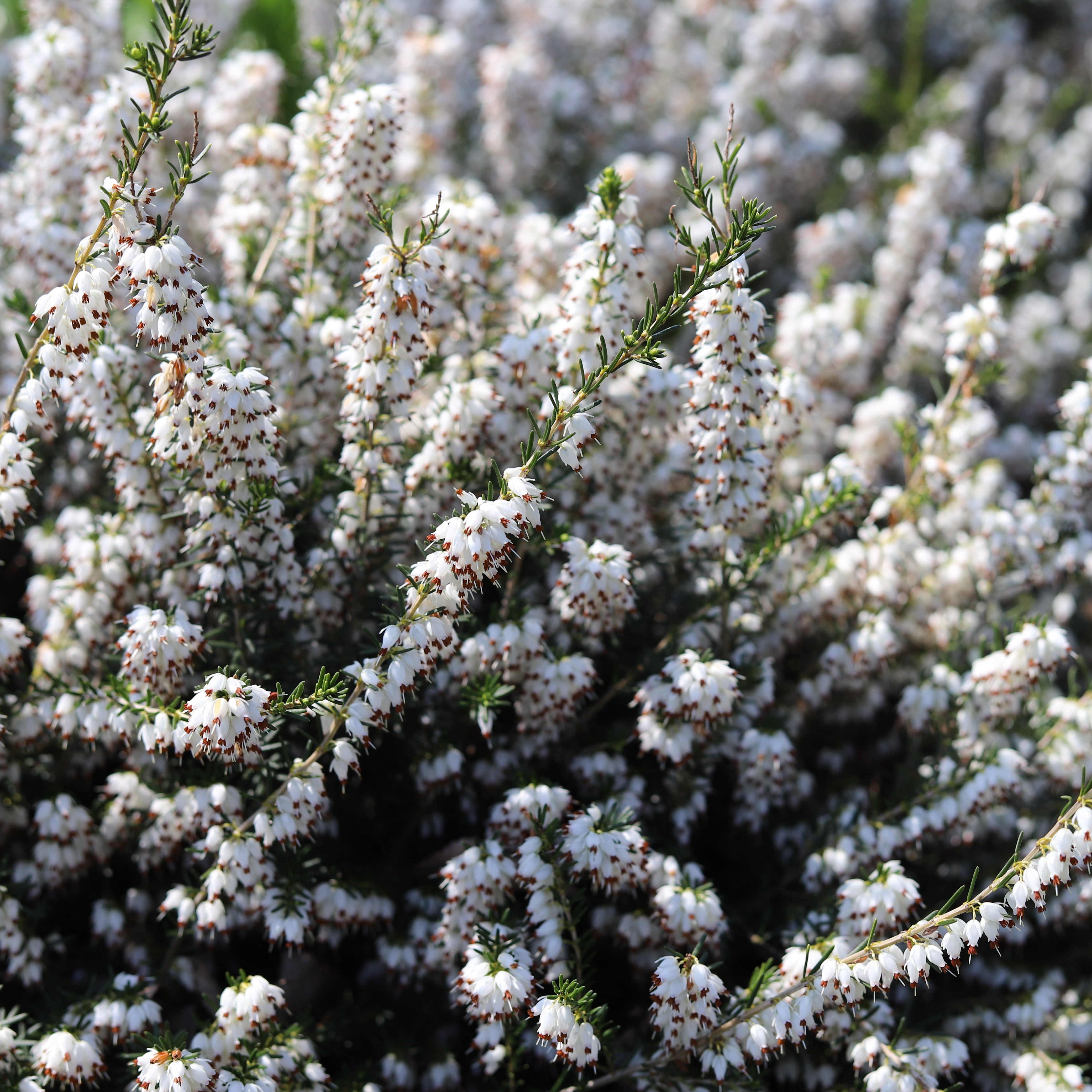 white winter plants for pots Mediterranean White Winter Heath
