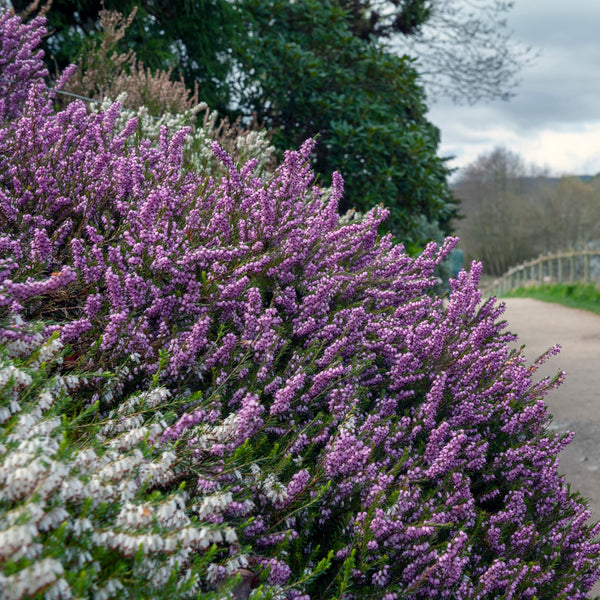 Heather 'Furzey' for Sale Online