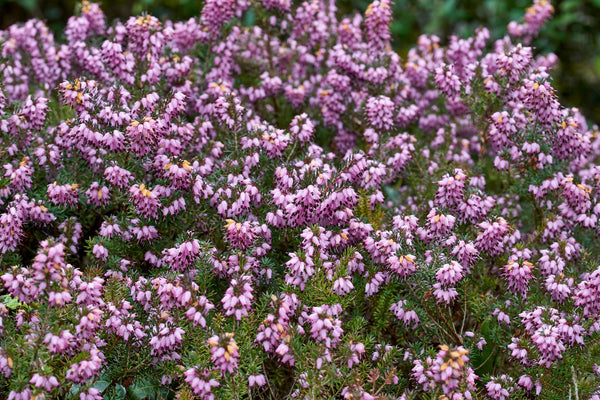 Heather 'Furzey' for Sale Online - The Greenhouse
