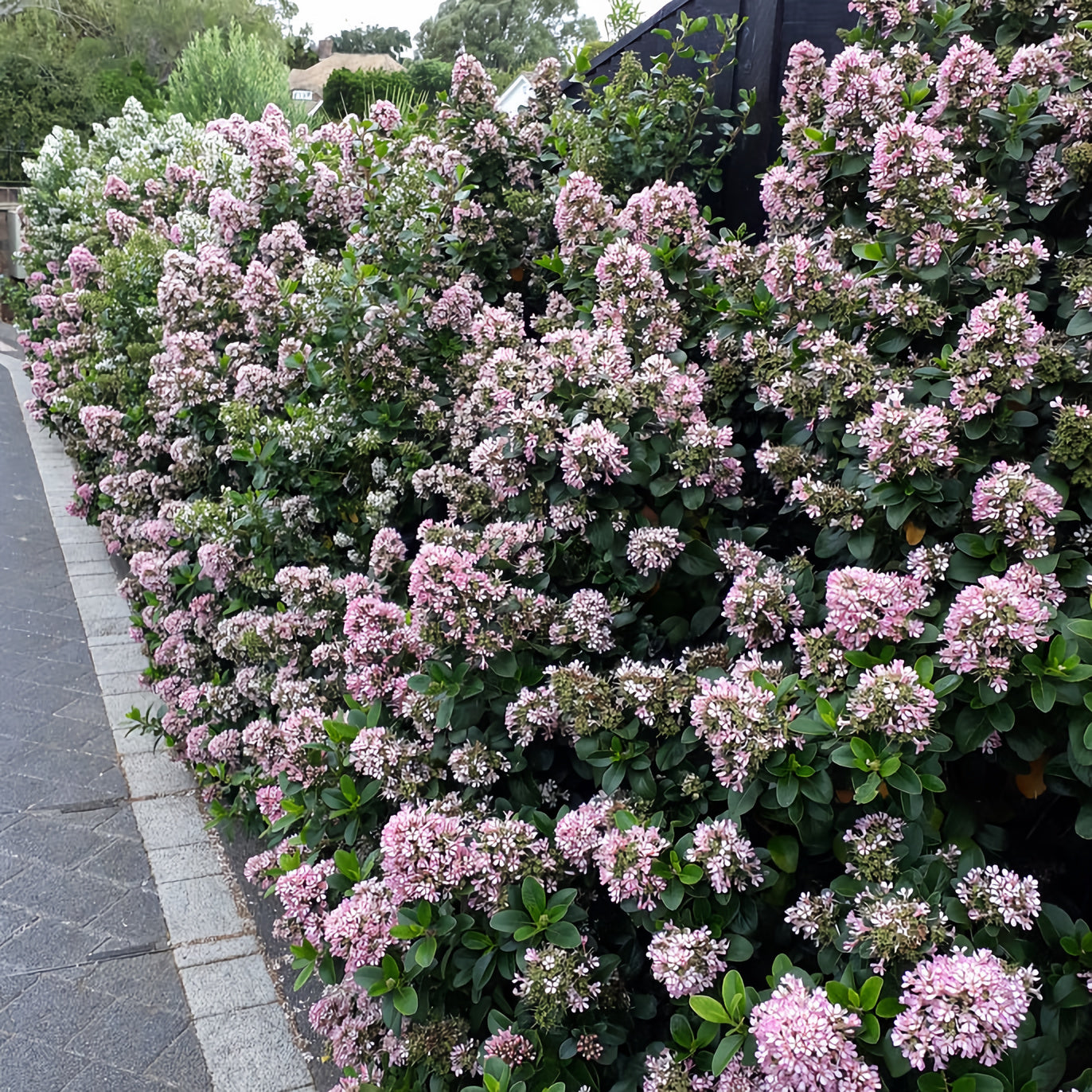 Pink Elle Escallonia