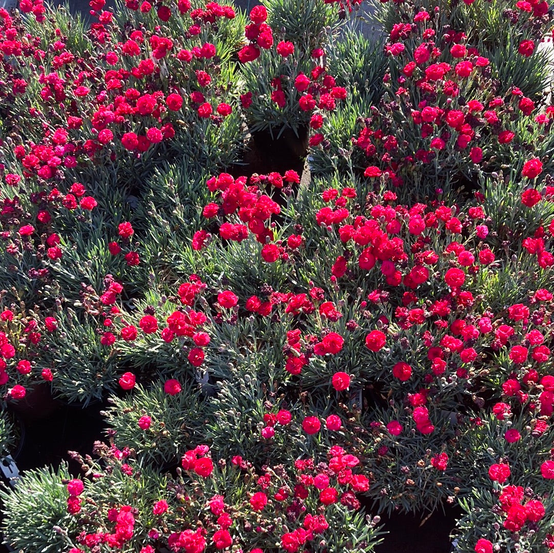 Dianthus Early Bird™ Radiance