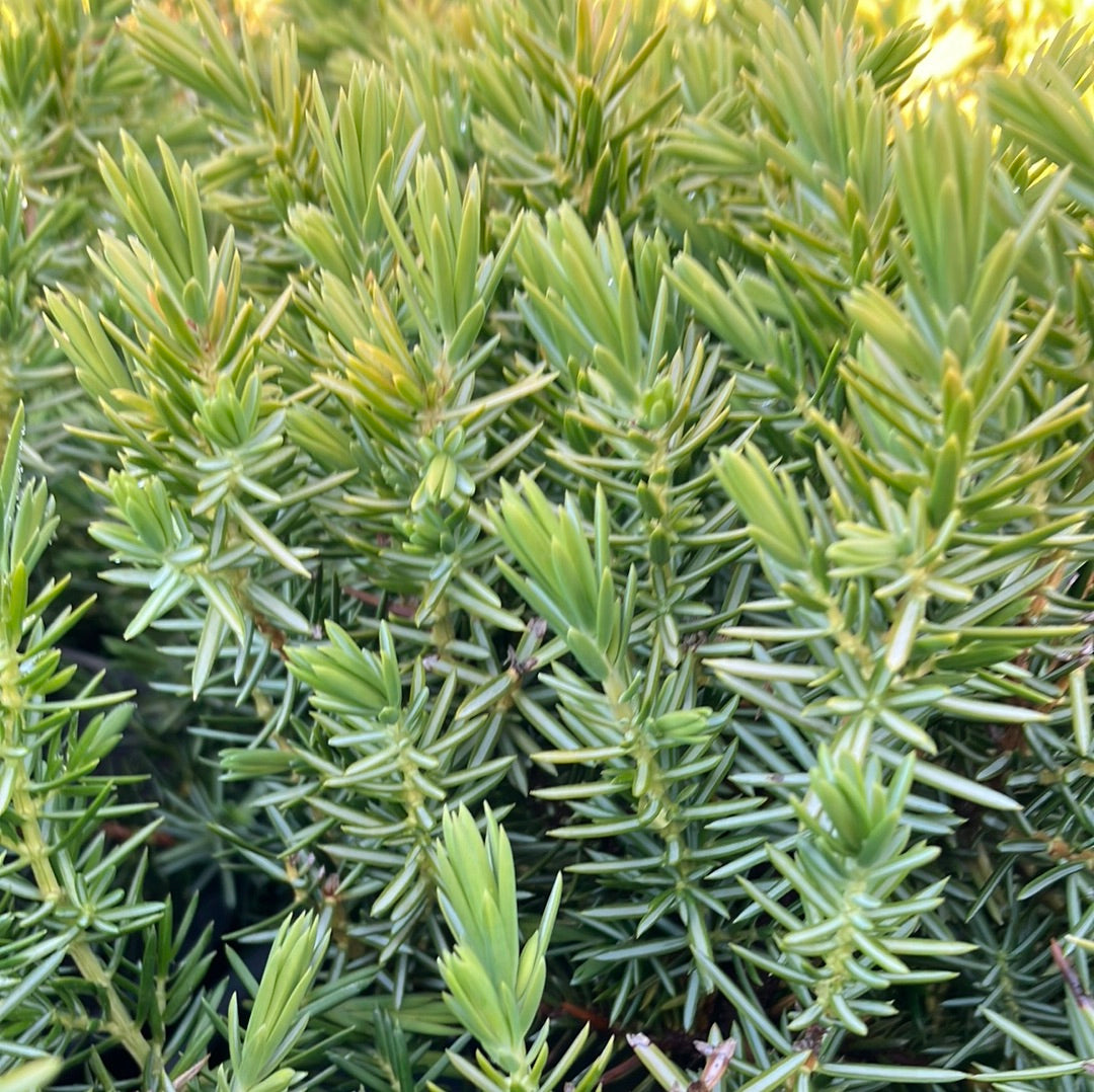 Blue Pacific Shore Juniper
