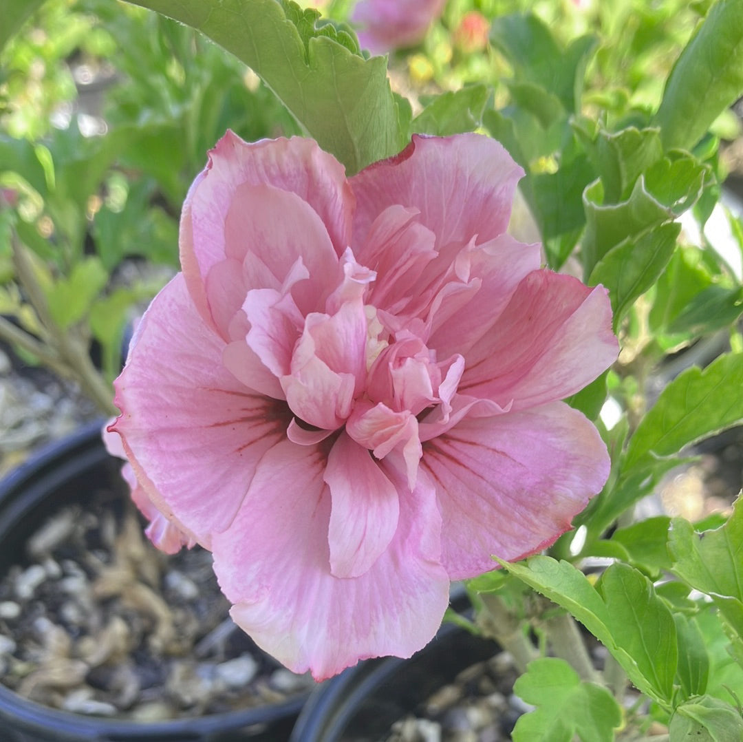 Pink Chiffon® Rose of Sharon