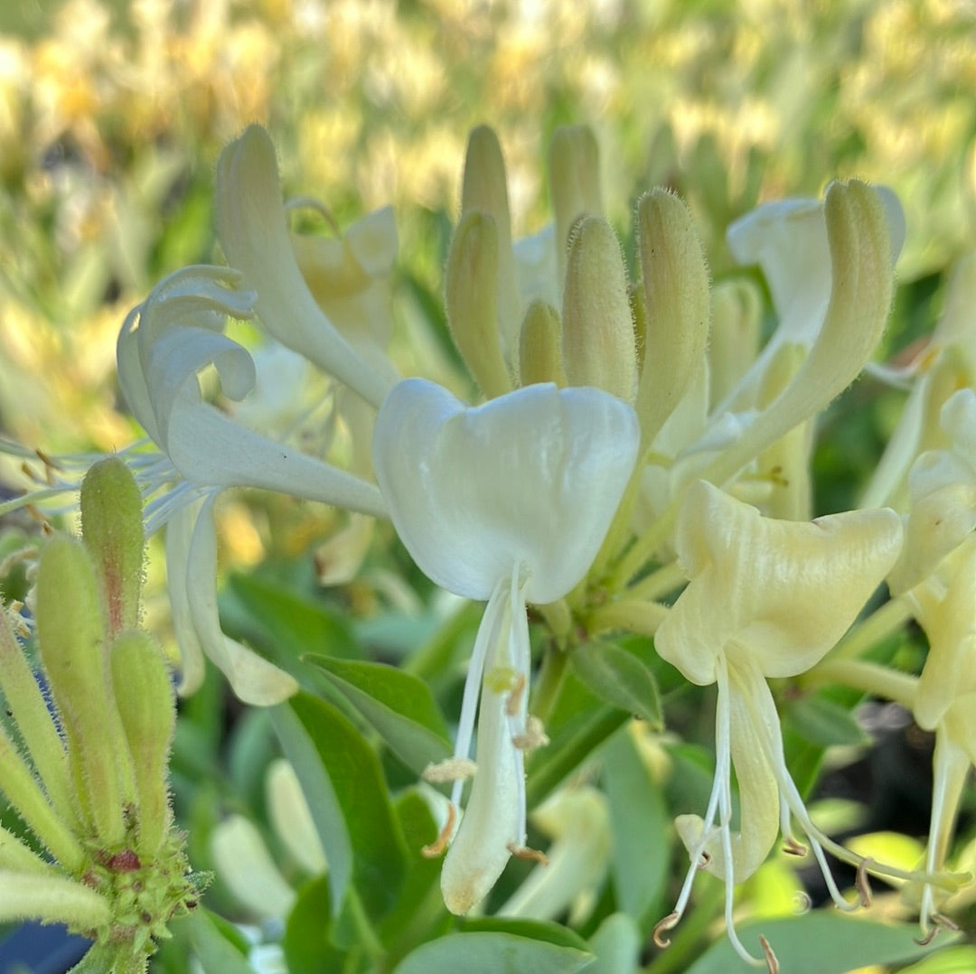 Scentsation&#39; Honeysuckle