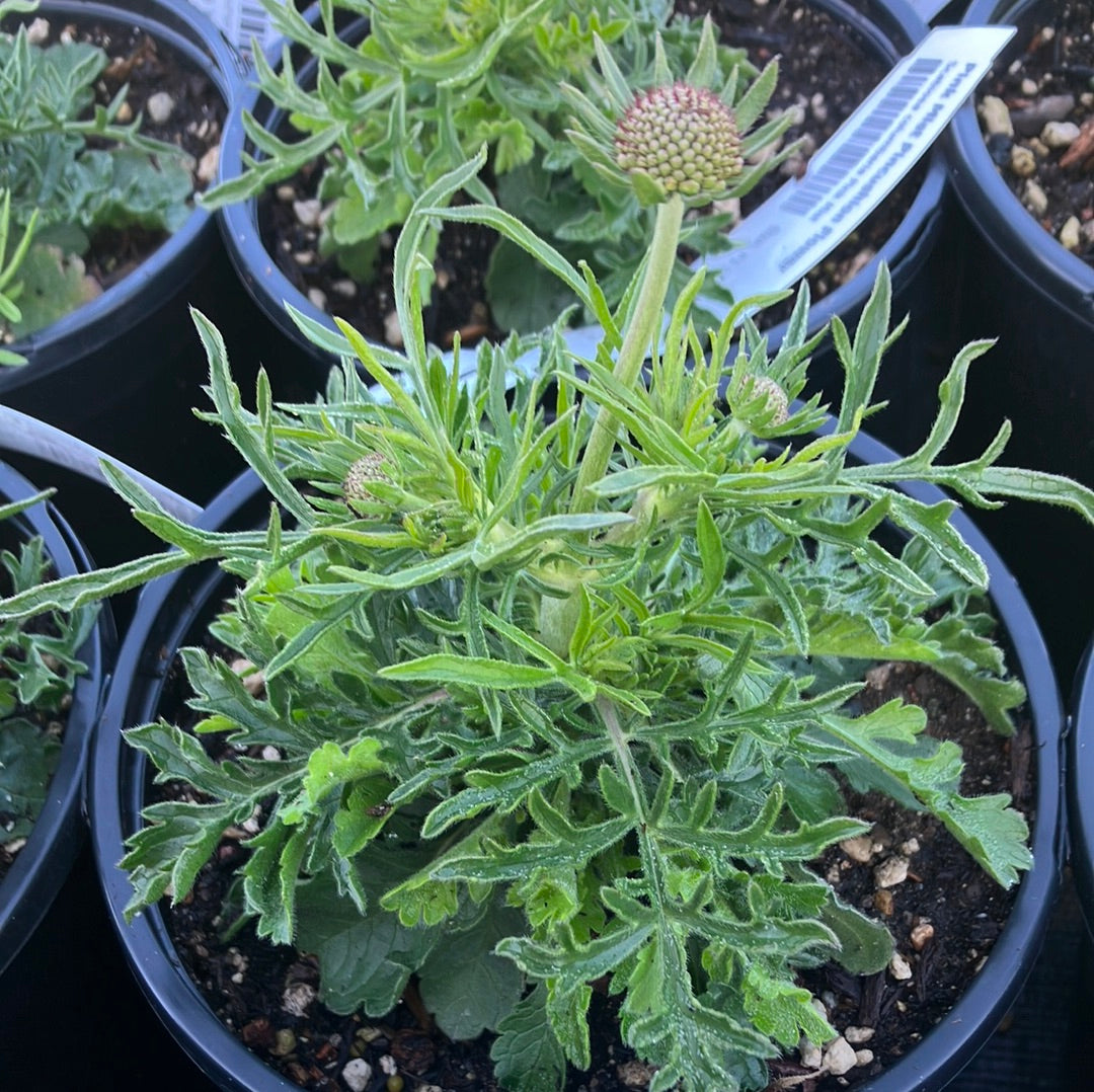 Pink Mist Pincushion Flower