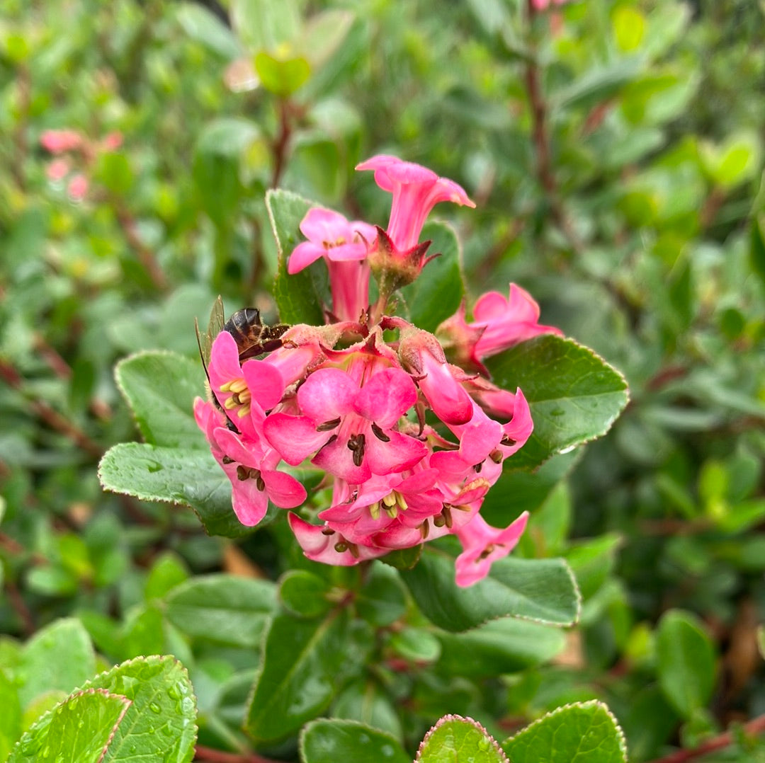 Escallonia &#39;Pink Princess&#39;
