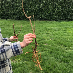 Adams Elderberry (Bare Root)