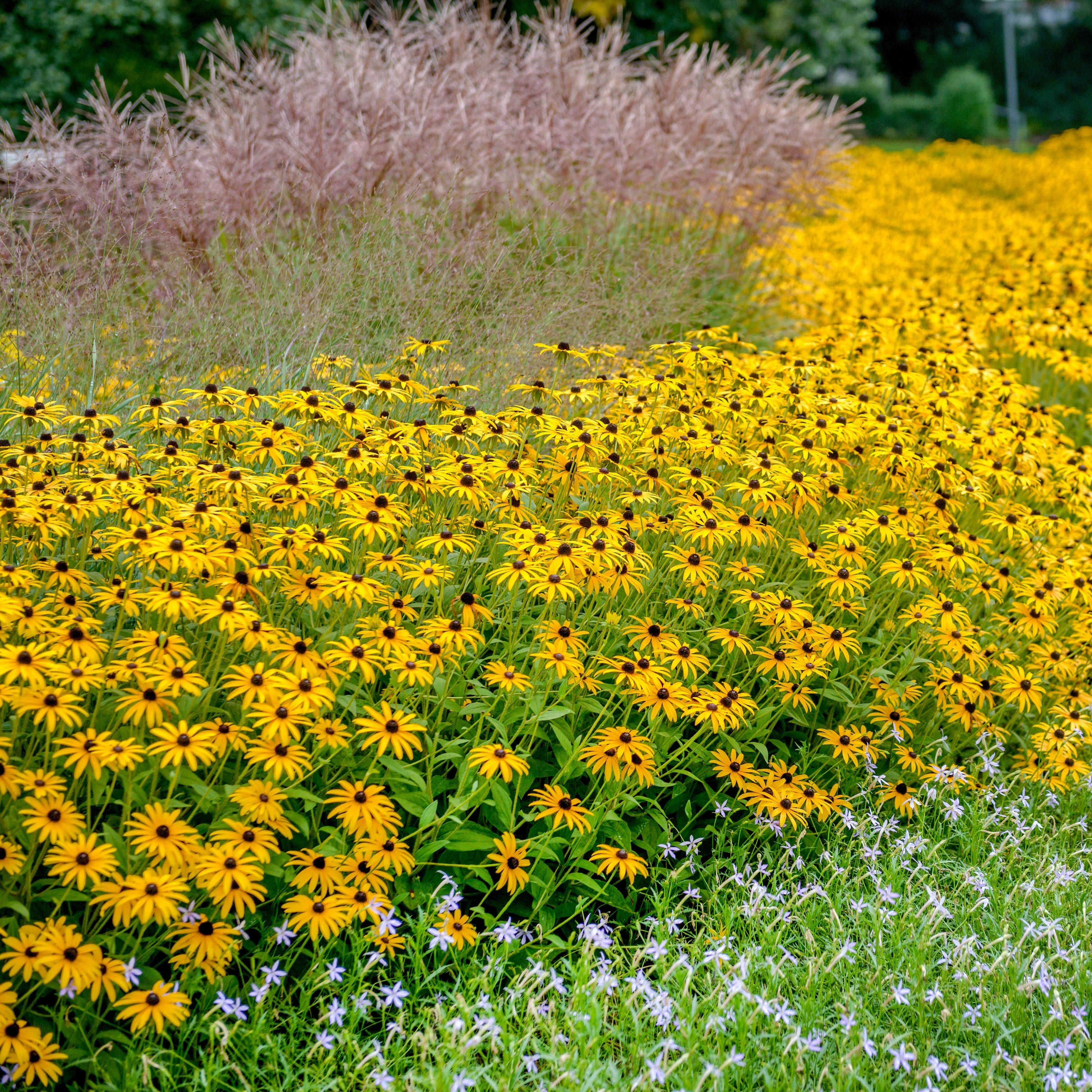 Rudbeckia fulgida 'Goldsturm'