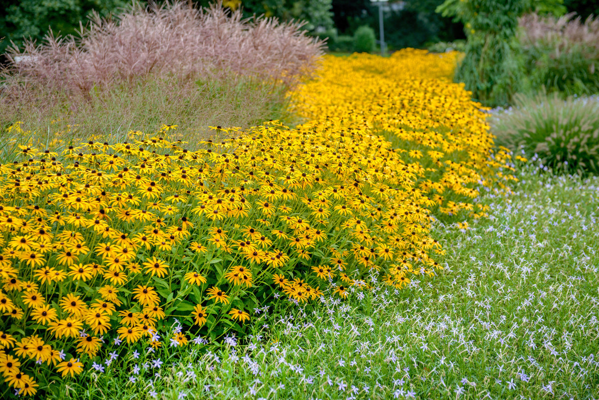 Goldsturm Coneflower