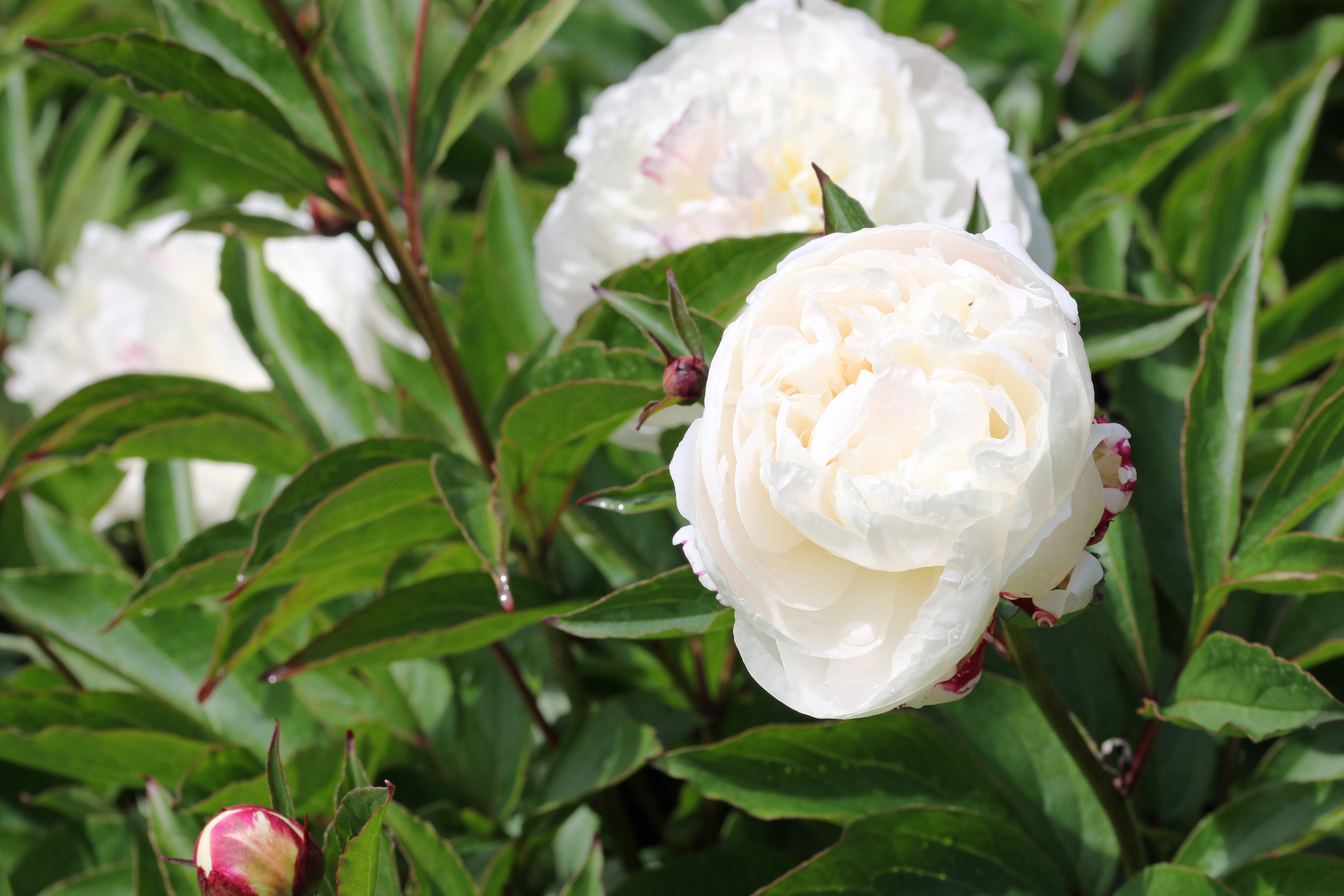 Peony ‘Festiva Maxima’ (Bare Root)
