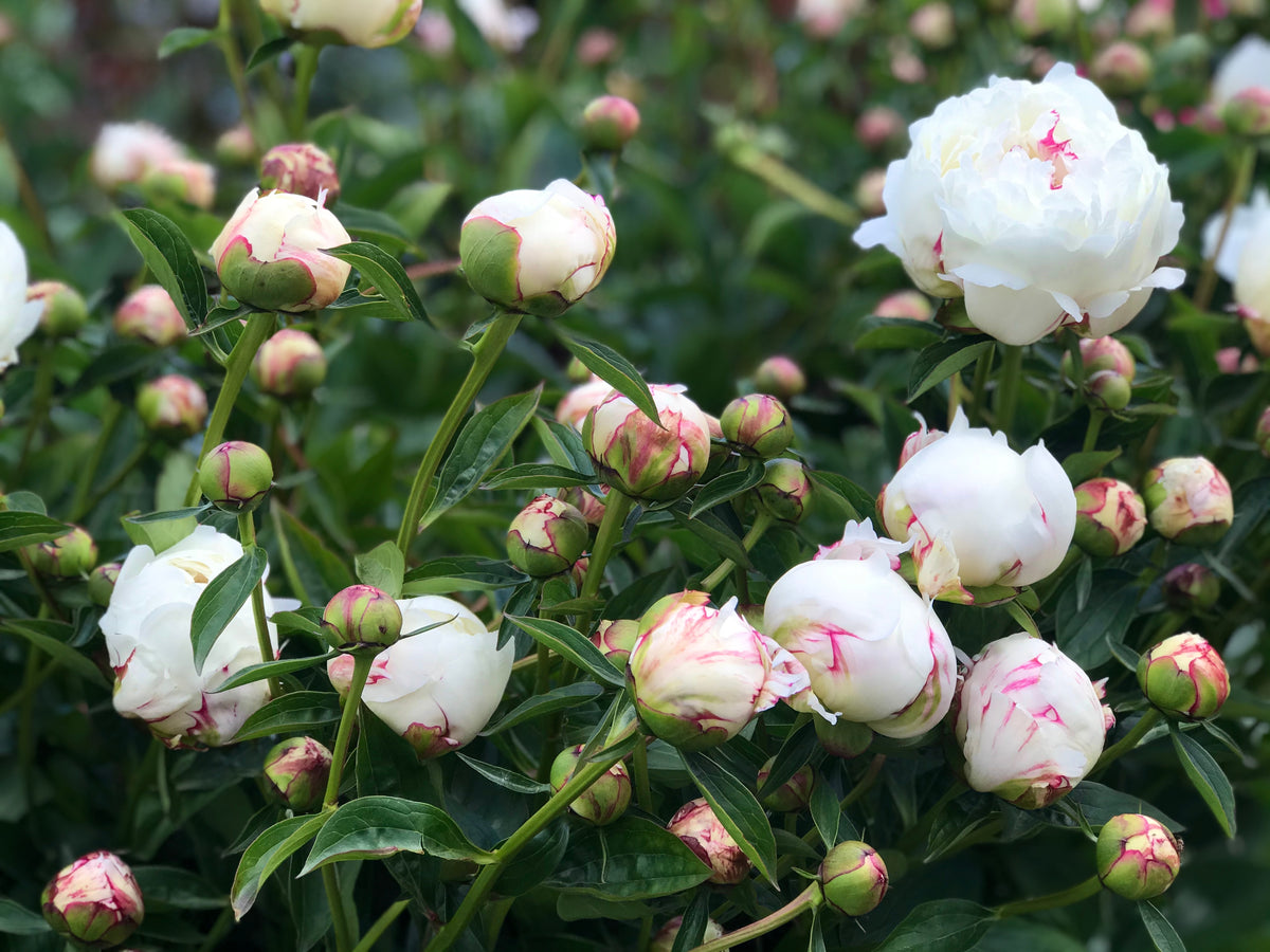 Peony ‘Festiva Maxima’ (Bare Root)