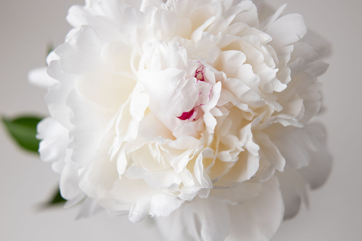 Peony ‘Festiva Maxima’ (Bare Root)