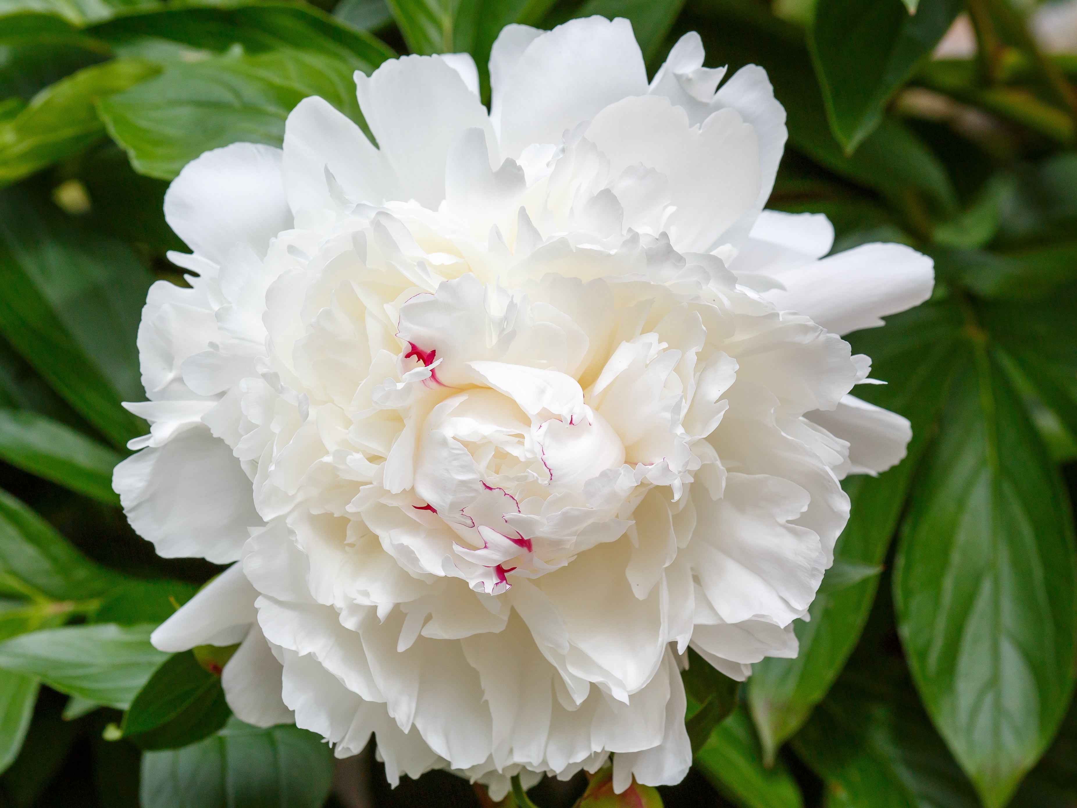 Peony ‘Festiva Maxima’ (Bare Root)