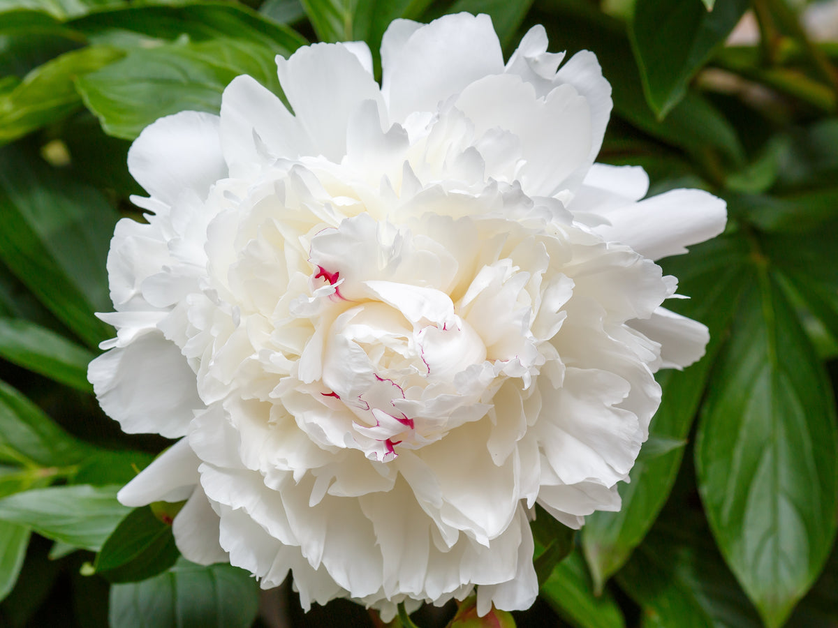 Peony ‘Festiva Maxima’ (Bare Root)