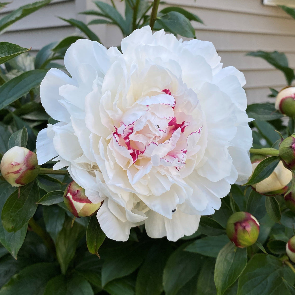 Peony ‘Festiva Maxima’ (Bare Root)