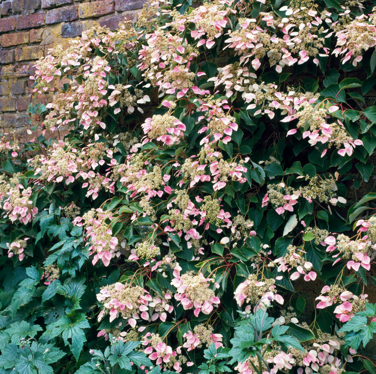 Rose Sensation™ False Hydrangea-Vine