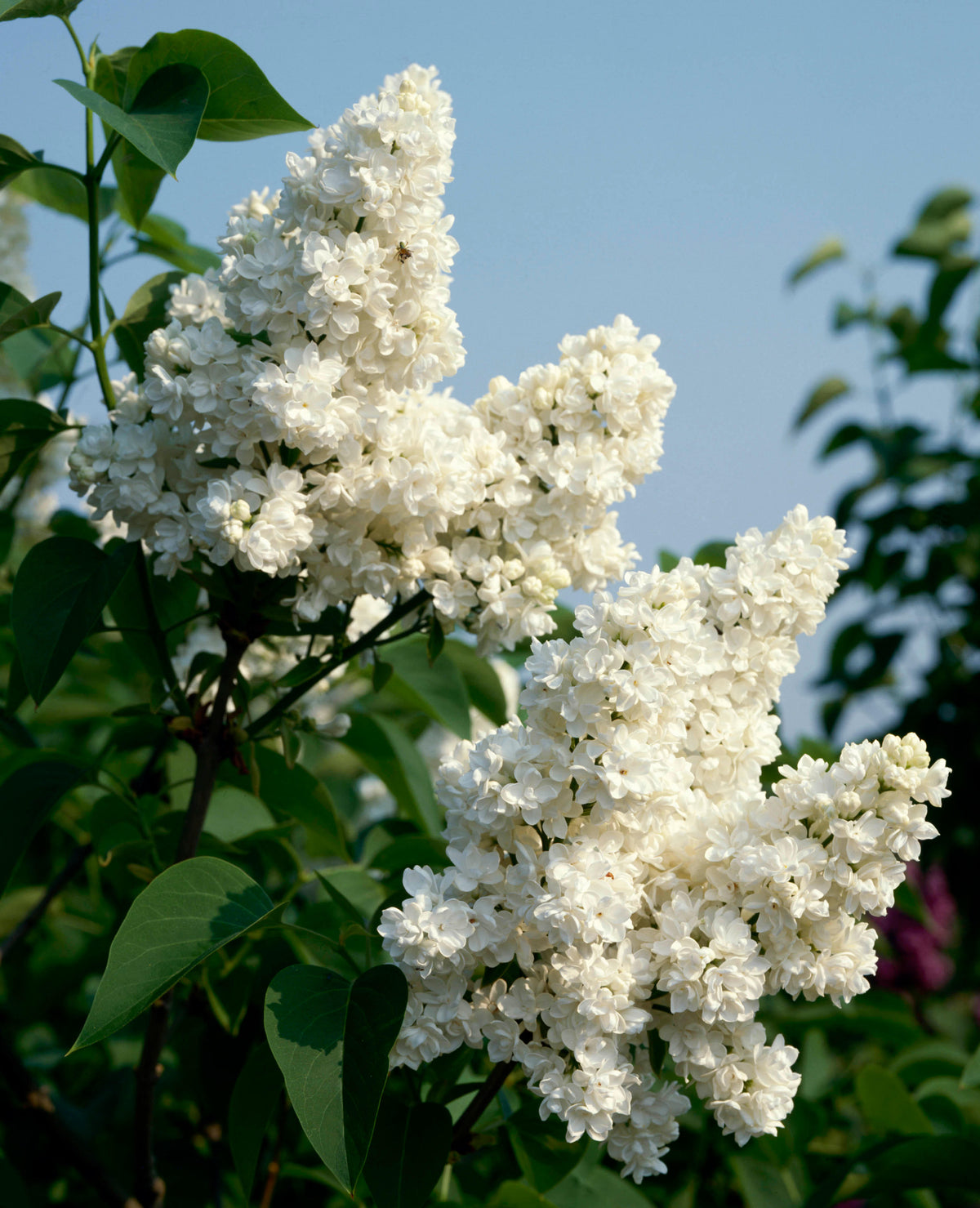 Madame Lemoine French Lilac