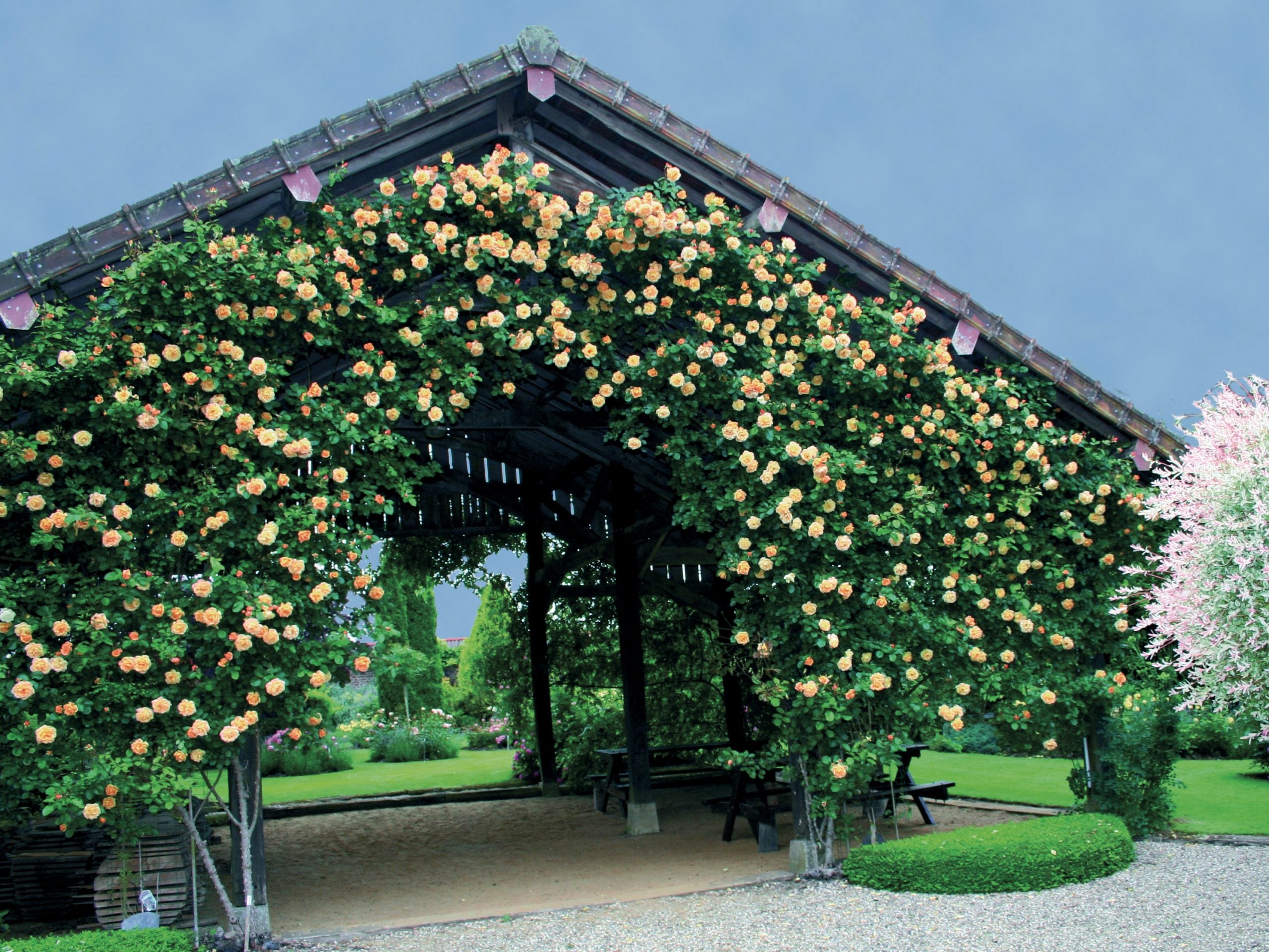 Garden Sun™ Climbing Rose