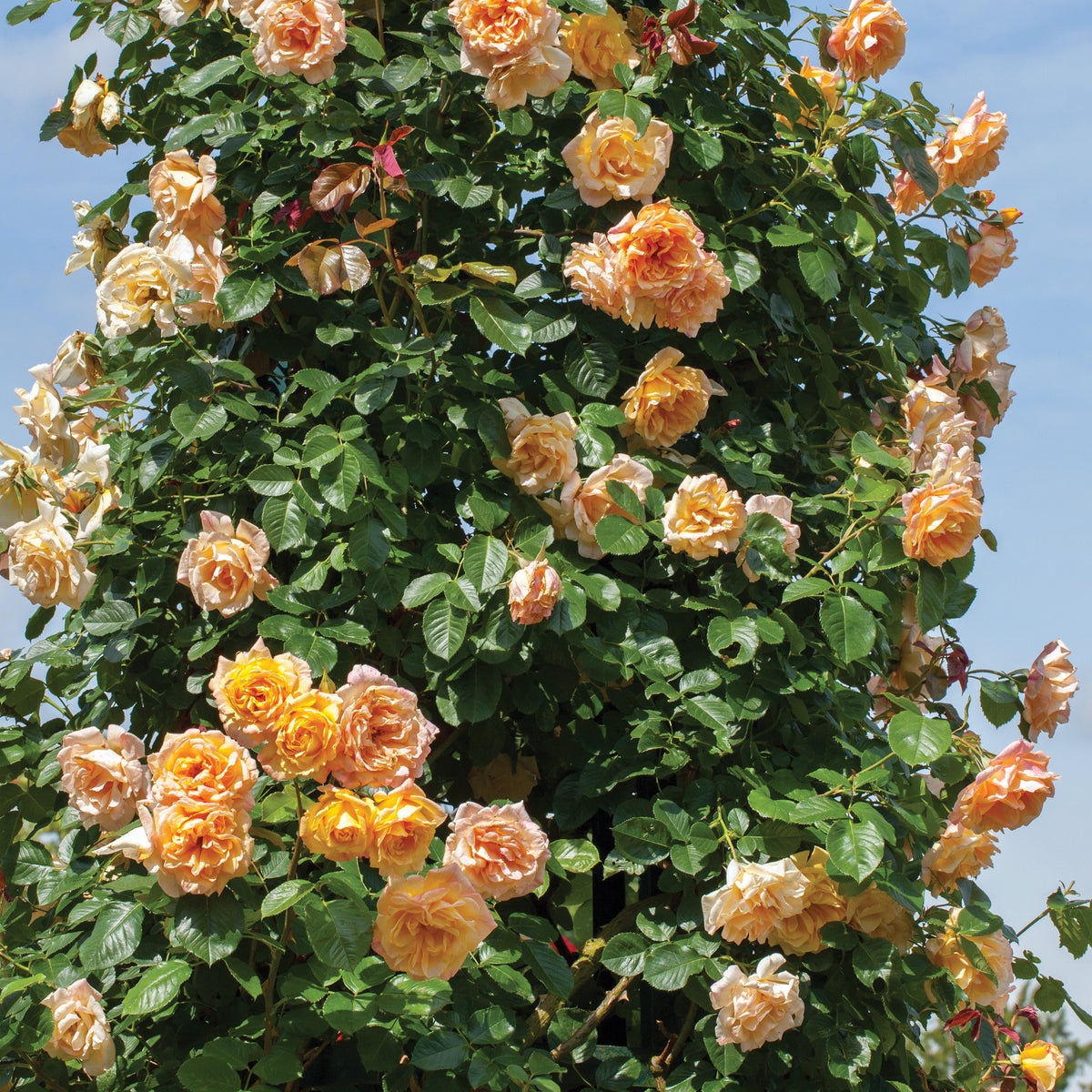 Garden Sun™ Climbing Rose