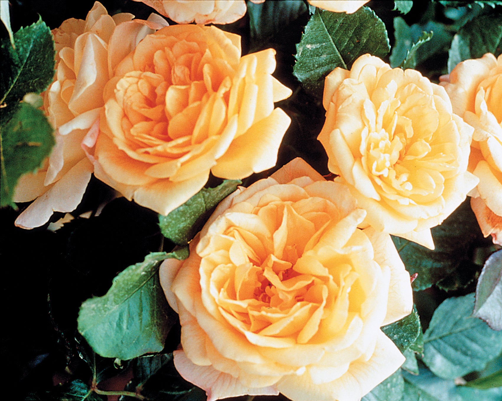 Garden Sun™ Climbing Rose