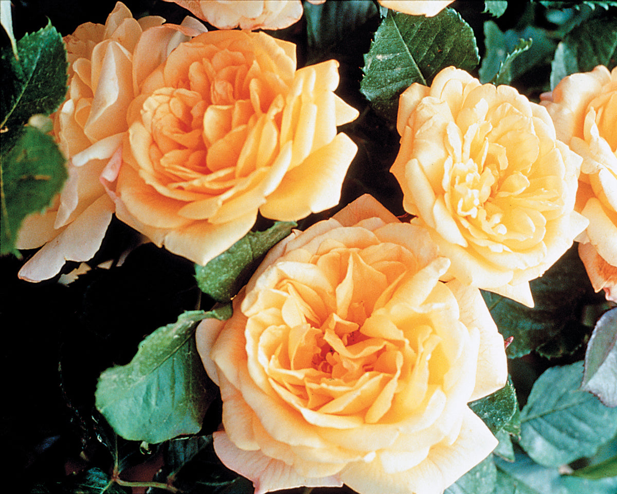 Garden Sun™ Climbing Rose