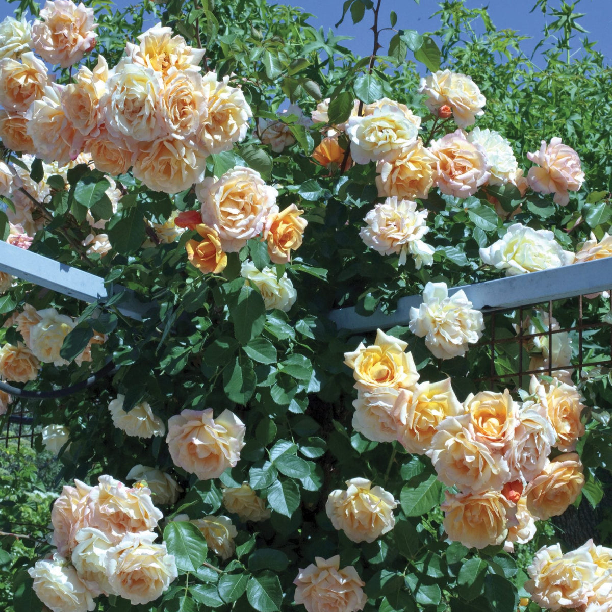 Garden Sun™ Climbing Rose