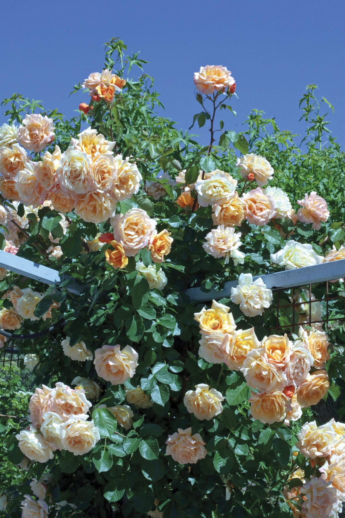 Garden Sun™ Climbing Rose