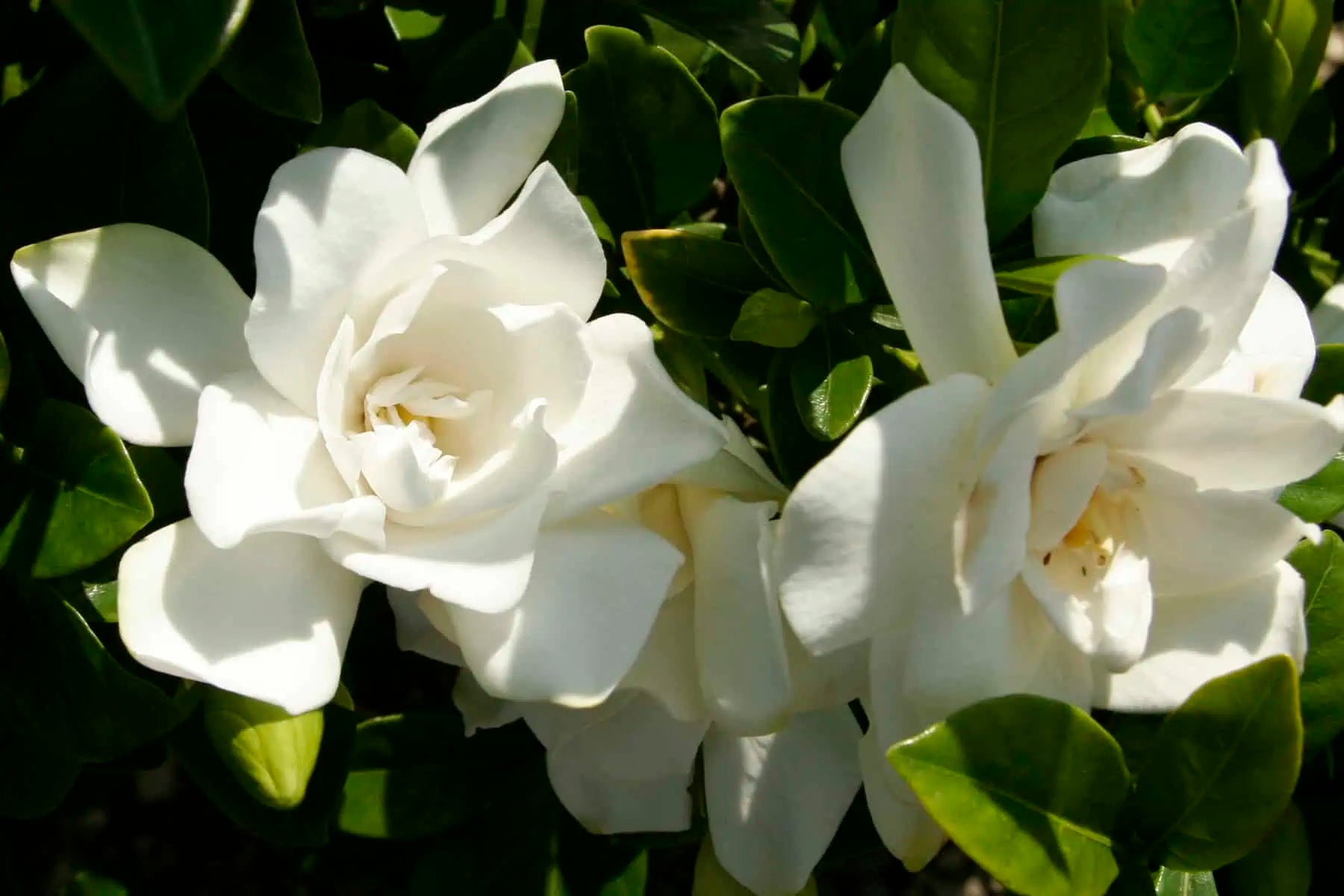 Gardenia 'Jubilation'