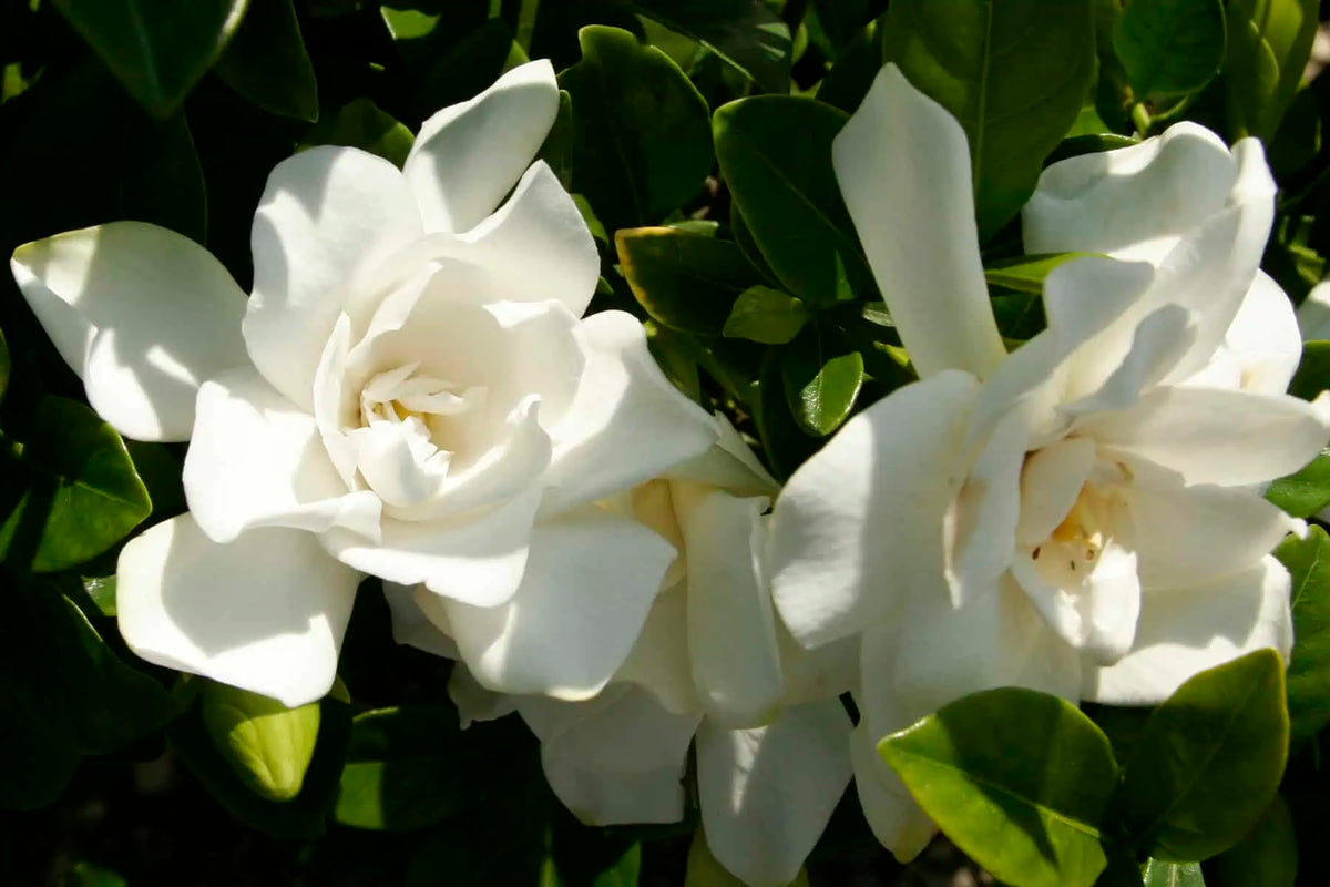 Gardenia 'Jubilation'