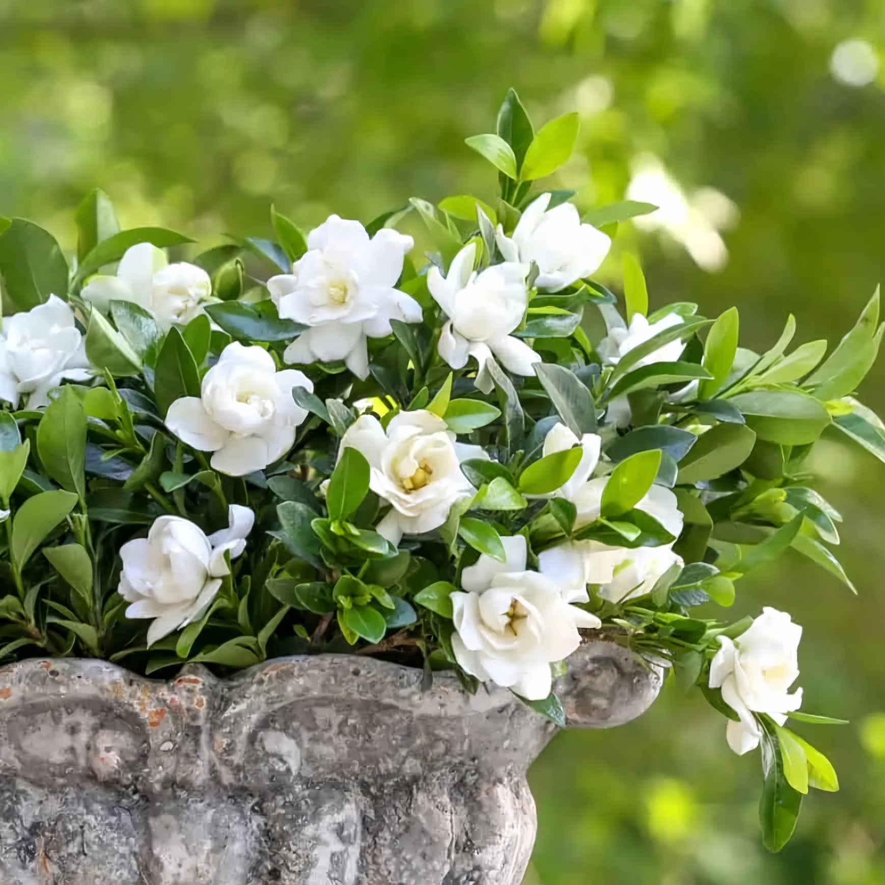 Gardenia 'Jubilation'