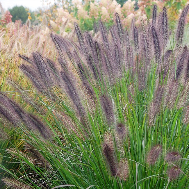 Ginger Love Fountain Grass