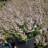 Heather ‘H.E.Beale’