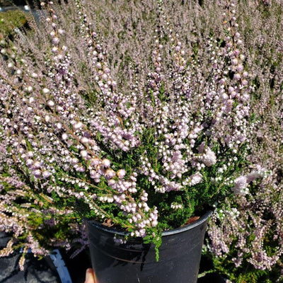 Heather ‘H.E.Beale’