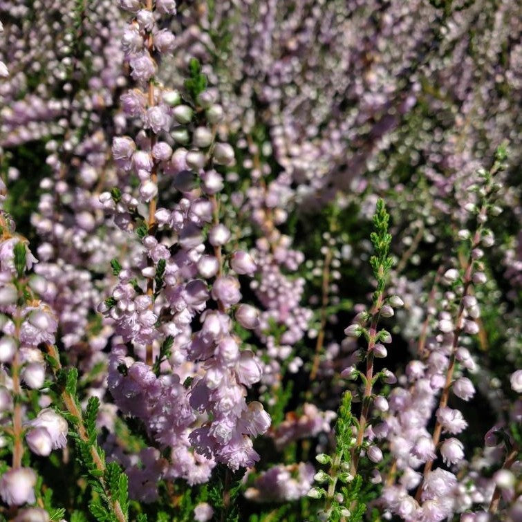 Heather ‘H.E.Beale’