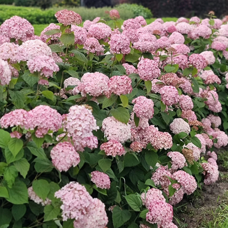 Candybelle® Bubblegum Hydrangea