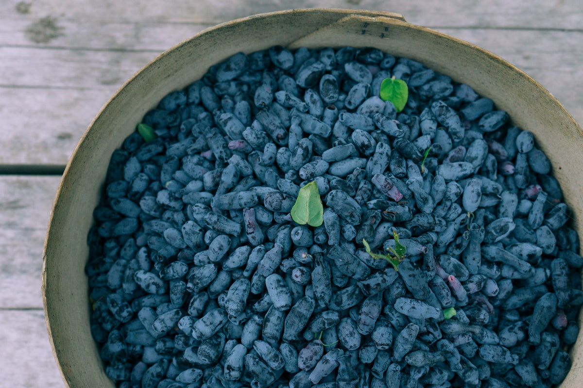 Boreal Blizzard Honeyberry