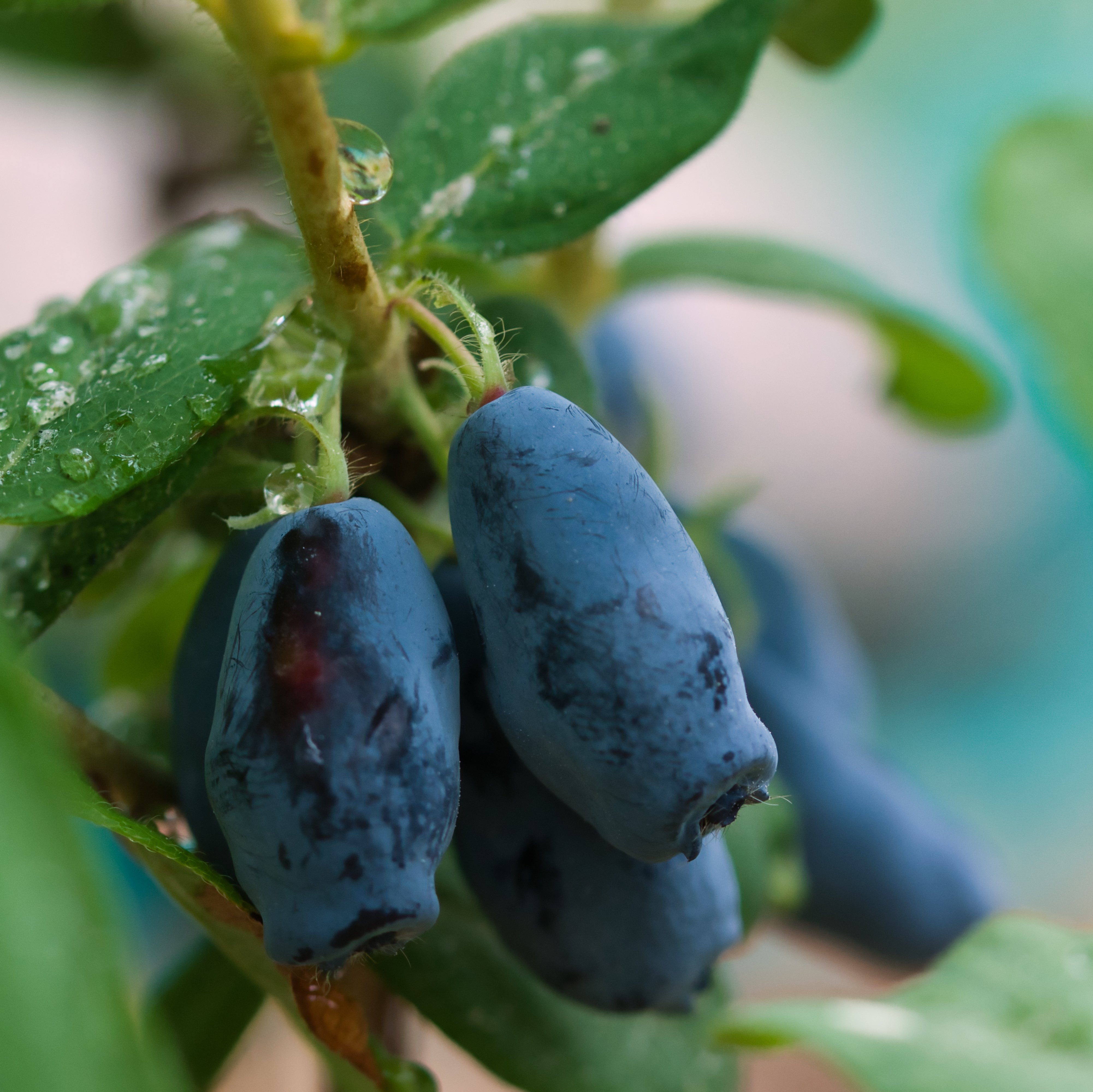 Boreal Blizzard Honeyberry