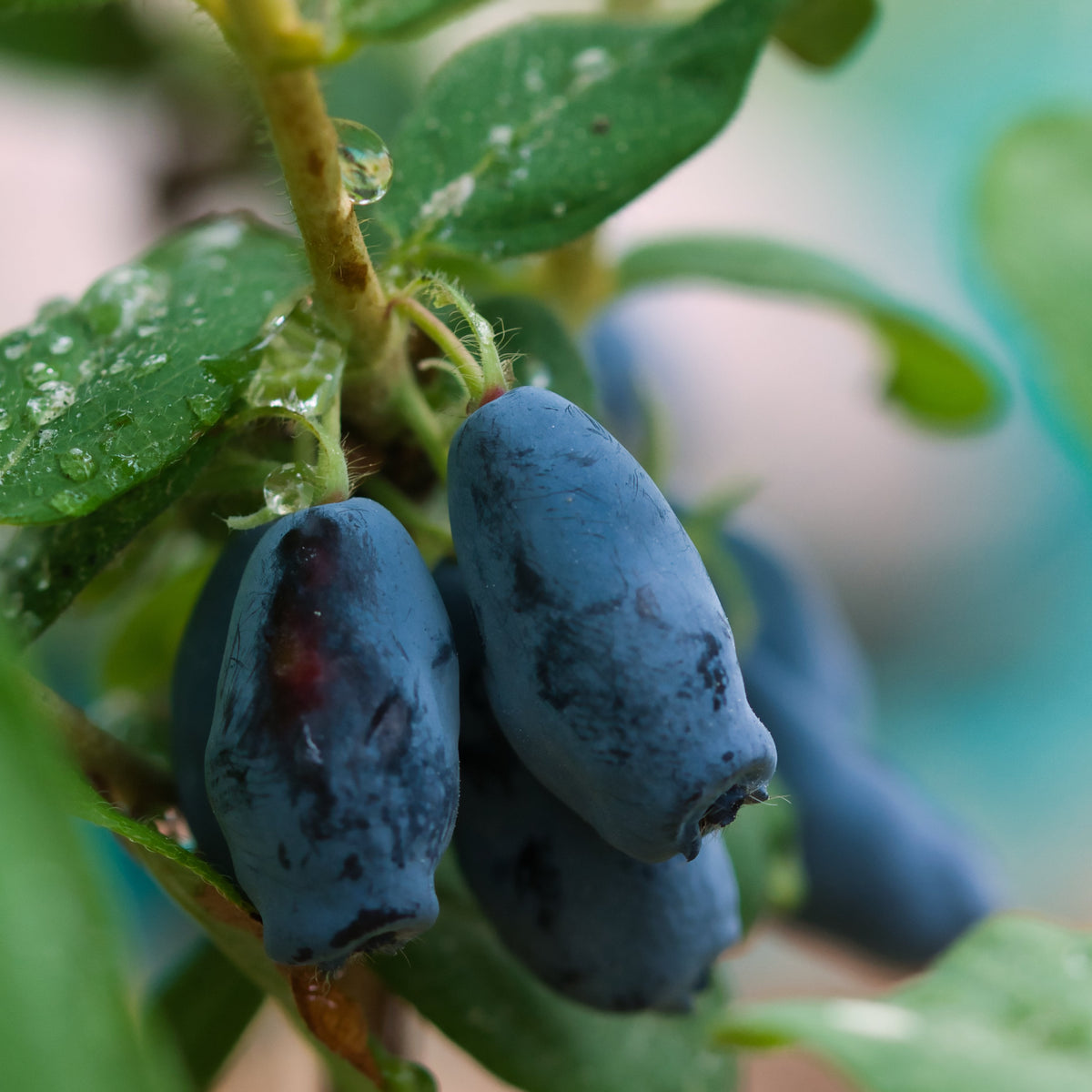 Boreal Blizzard Honeyberry