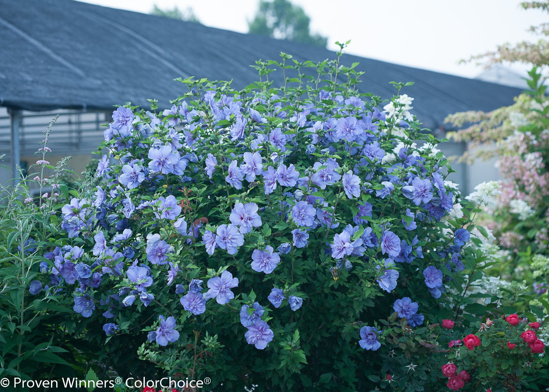 Blue Chiffon® Rose of Sharon